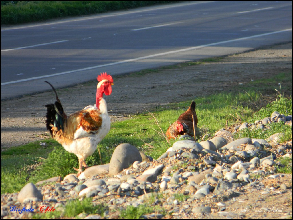 Foto de Lo Miranda (Libertador General Bernardo OʼHiggins), Chile