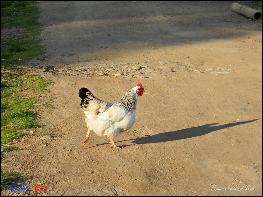 Foto de Lo Miranda (Libertador General Bernardo OʼHiggins), Chile