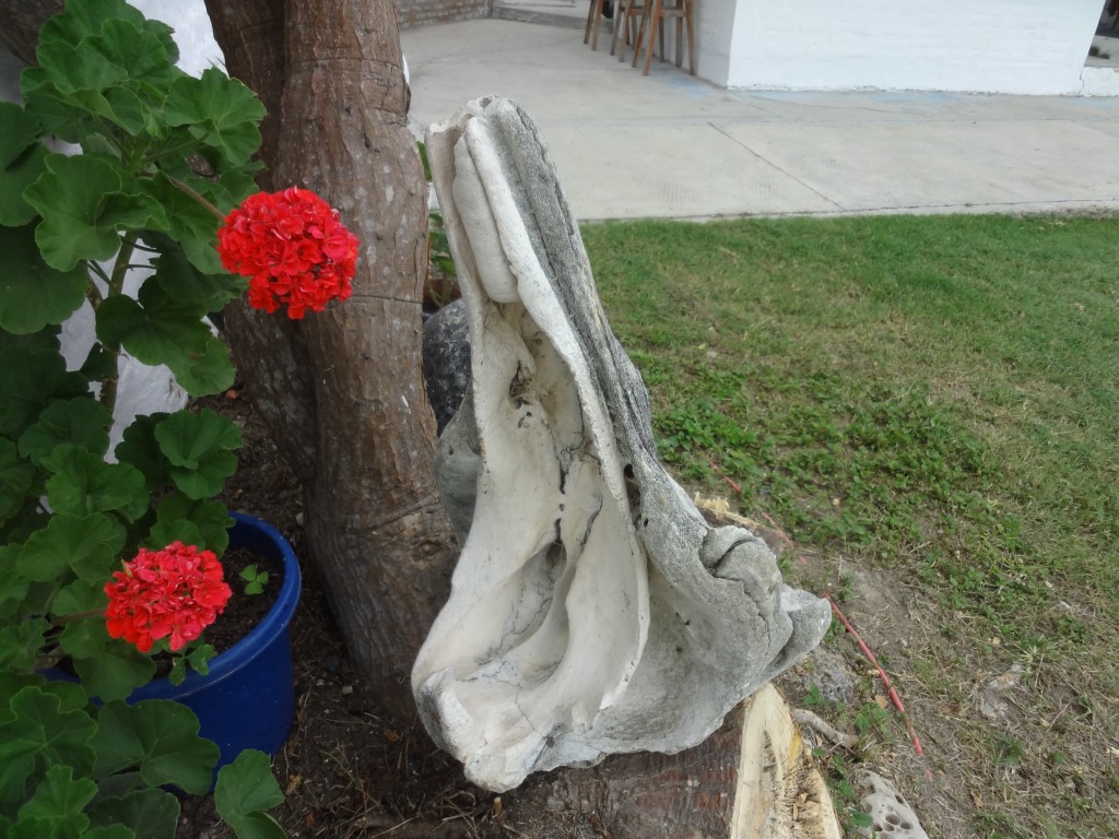 Foto: Vertebra de ballena - Crucita (Manabí), Ecuador