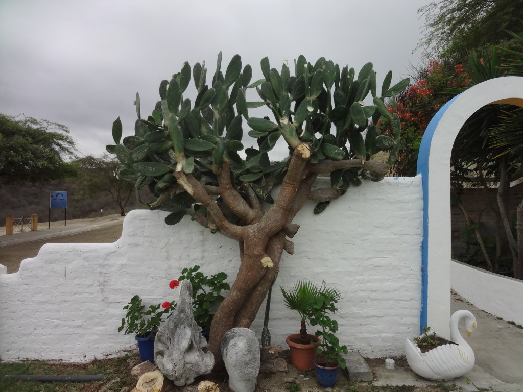 Foto: Cactus - Crucita (Manabí), Ecuador