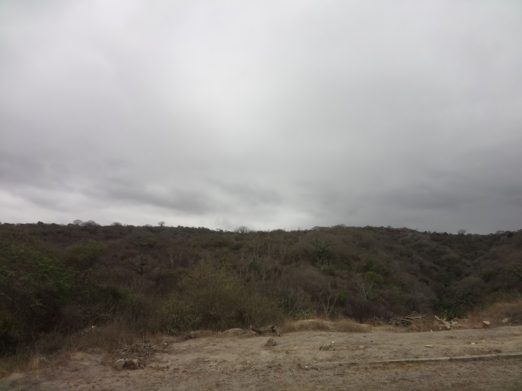 Foto: Ceibos - Crucita (Manabí), Ecuador