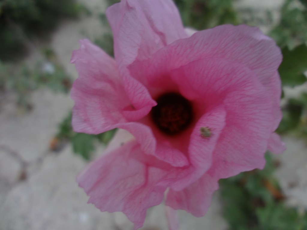 Foto: Flor endémica - Crucita (Manabí), Ecuador