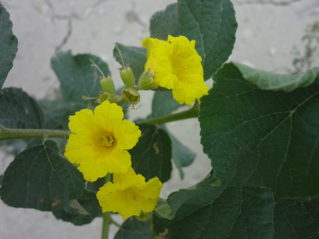 Foto: Flor endémica - Crucita (Manabí), Ecuador