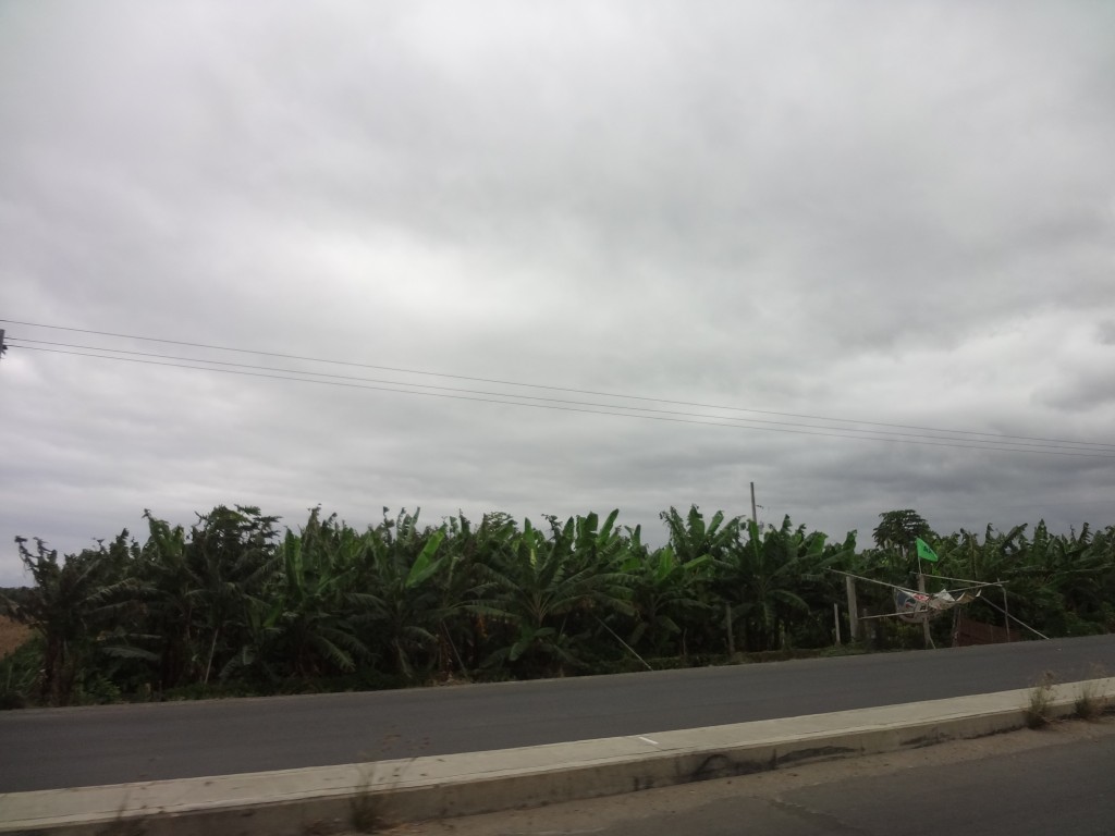 Foto: Plantio de platano - Crucita (Manabí), Ecuador