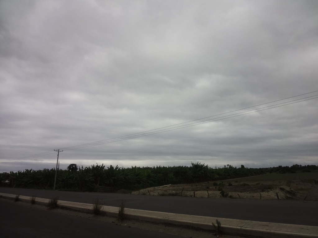 Foto: Platano plantío - Crucita (Manabí), Ecuador