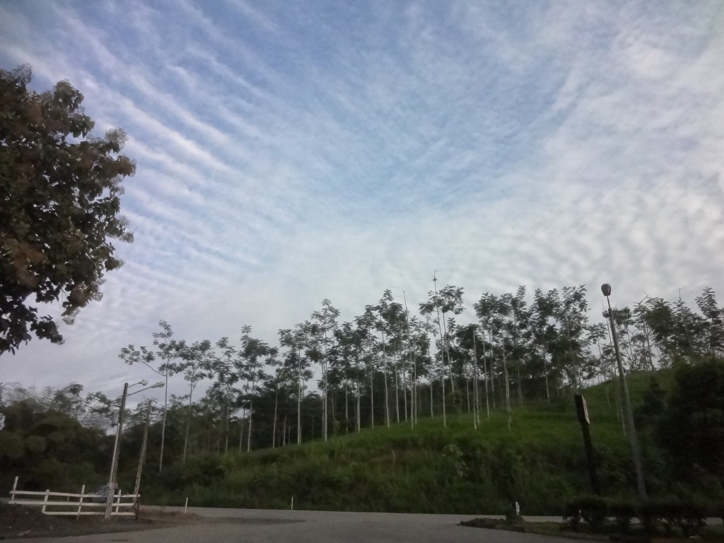 Foto: árboles de Teca - Flavio Alfaro (Manabí), Ecuador