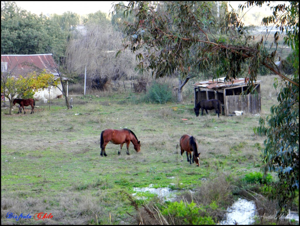 Foto de Lo Miranda (Libertador General Bernardo OʼHiggins), Chile