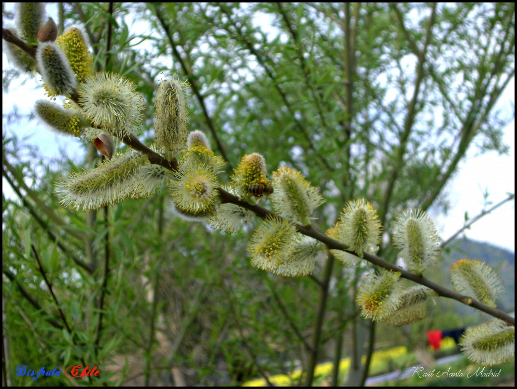 Foto de El Huapi (Libertador General Bernardo OʼHiggins), Chile