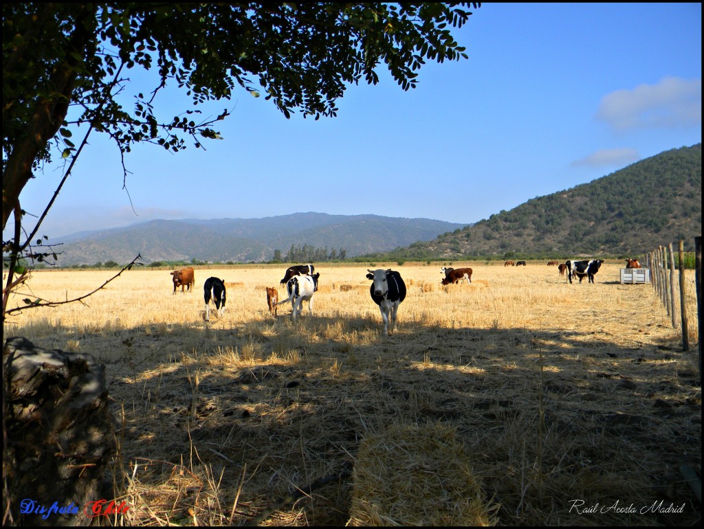 Foto de Alhué (Región Metropolitana), Chile