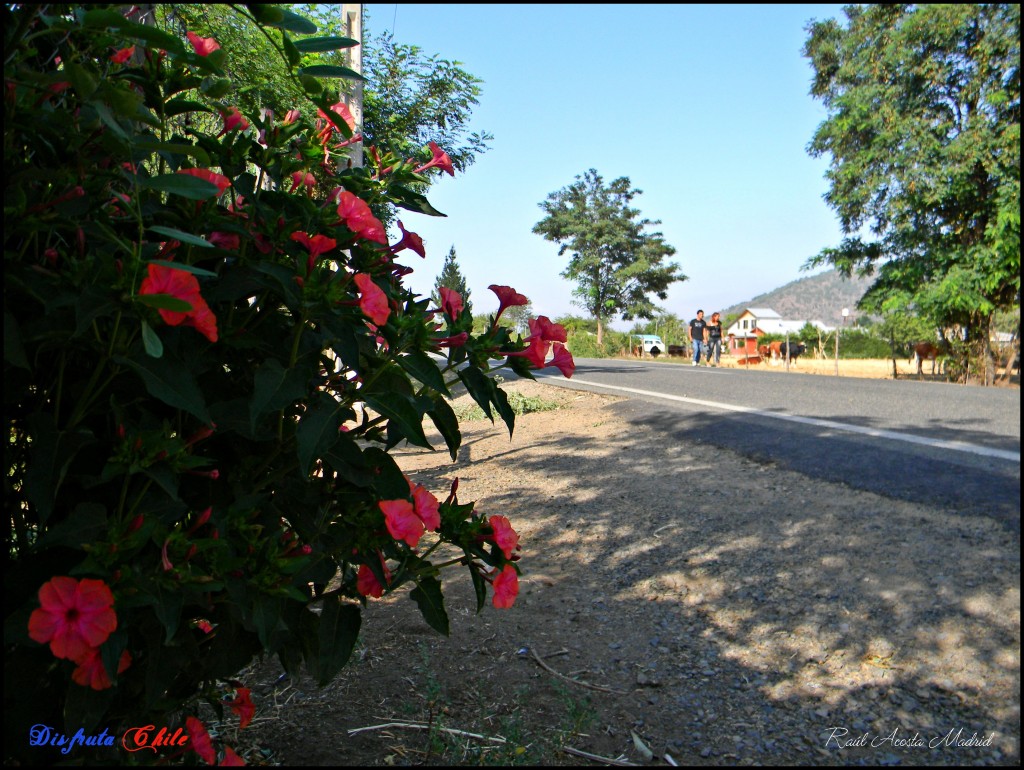 Foto de Alhué (Región Metropolitana), Chile