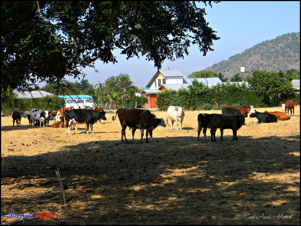 Foto de Alhué (Región Metropolitana), Chile