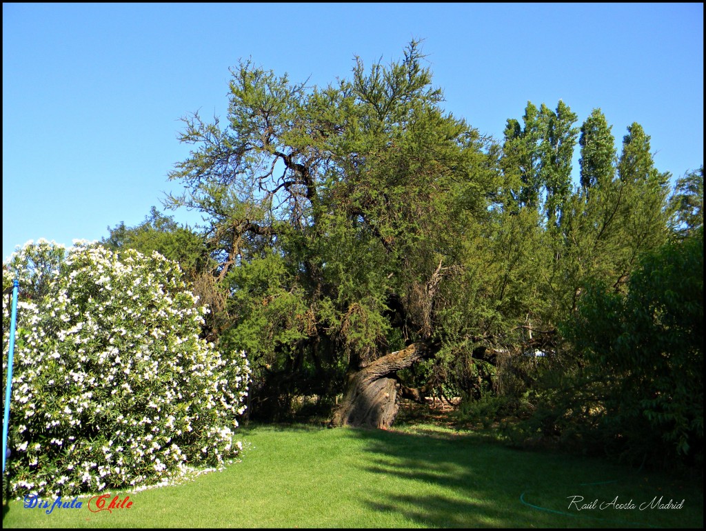 Foto de Alhué (Región Metropolitana), Chile