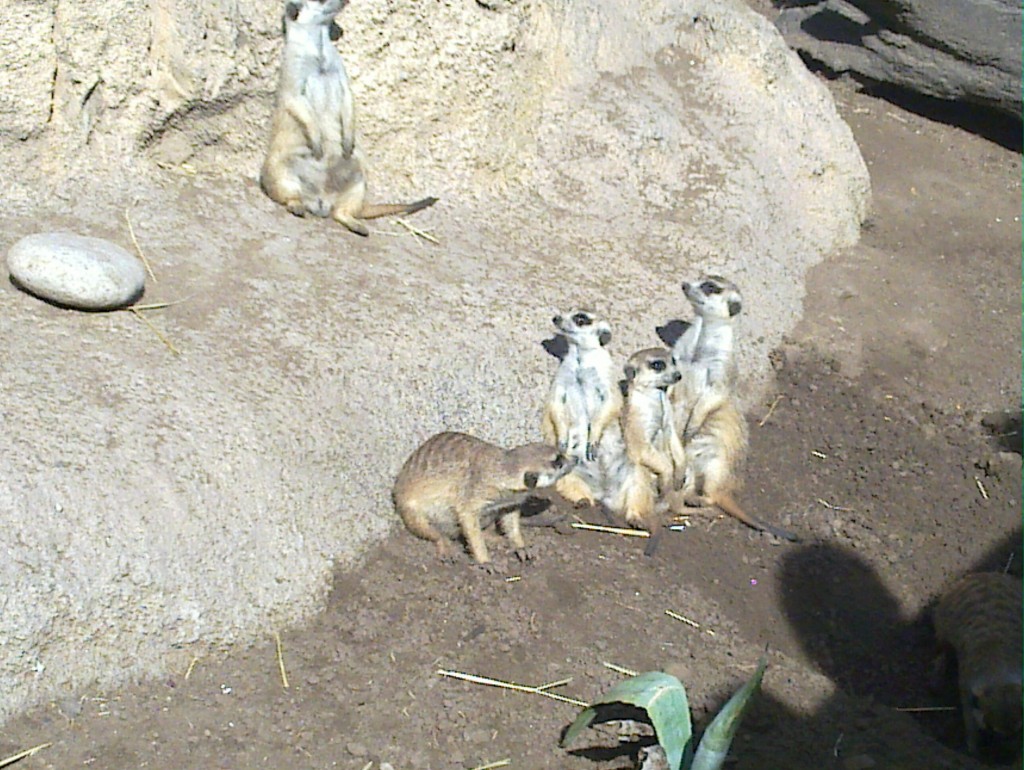 Foto: Temaikén - Belén de Escobar (Buenos Aires), Argentina