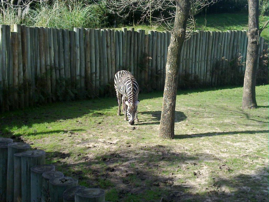 Foto: Temaikén - Belén de Escobar (Buenos Aires), Argentina