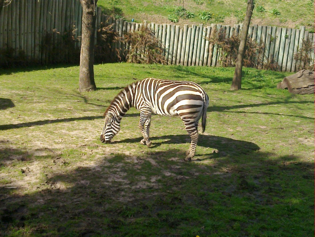Foto: Temaikén - Belén de Escobar (Buenos Aires), Argentina