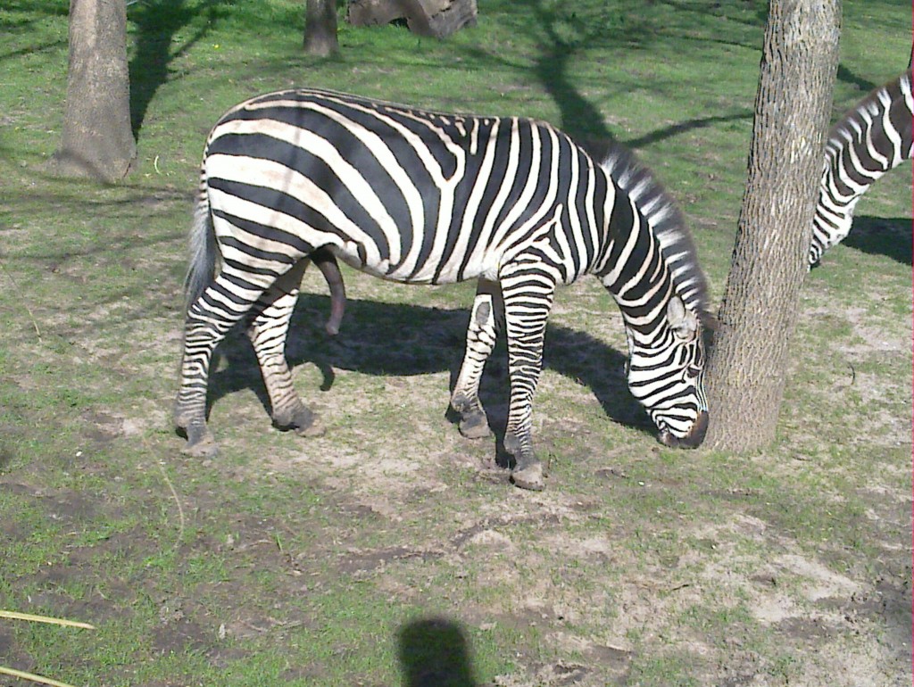 Foto: Temaikén - Belén de Escobar (Buenos Aires), Argentina
