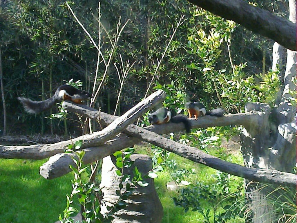 Foto: Temaikén - Belén de Escobar (Buenos Aires), Argentina