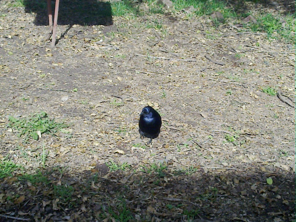 Foto: Temaikén - Belén de Escobar (Buenos Aires), Argentina