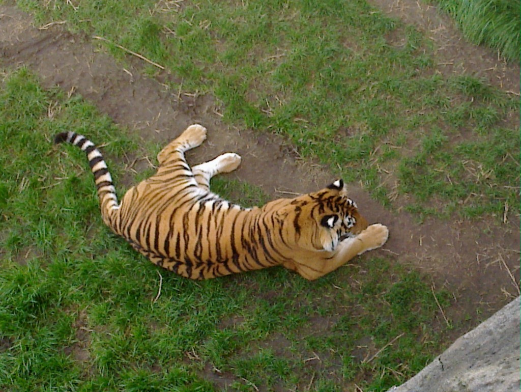 Foto: Temaikén - Belén de Escobar (Buenos Aires), Argentina