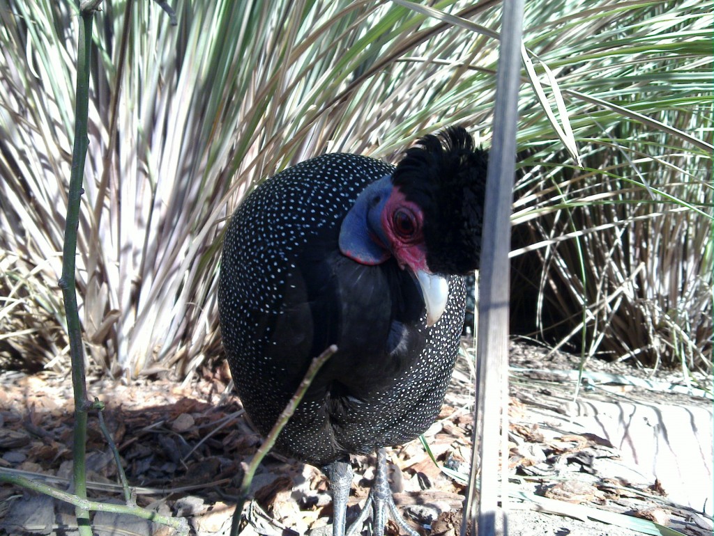 Foto: Temaikén - Belén de Escobar (Buenos Aires), Argentina