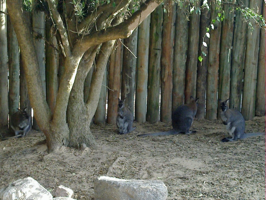 Foto: Temaikén - Belén de Escobar (Buenos Aires), Argentina