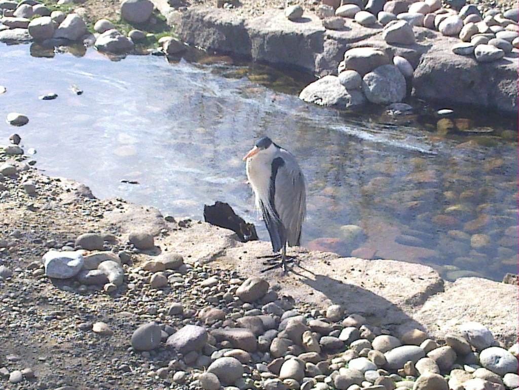 Foto: Temaikén - Belén de Escobar (Buenos Aires), Argentina