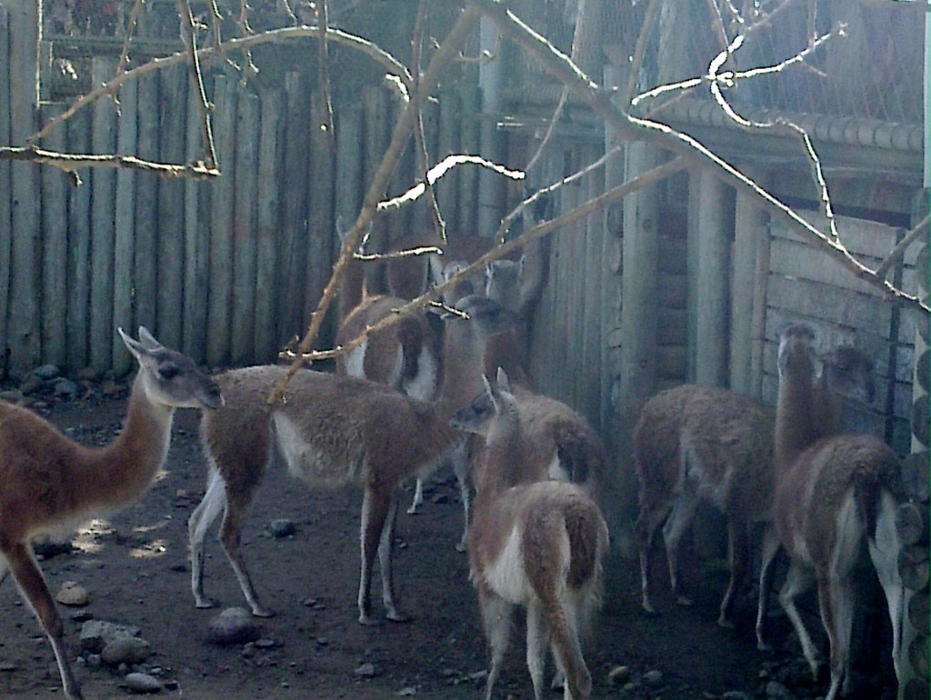 Foto: Temaikén - Belén de Escobar (Buenos Aires), Argentina