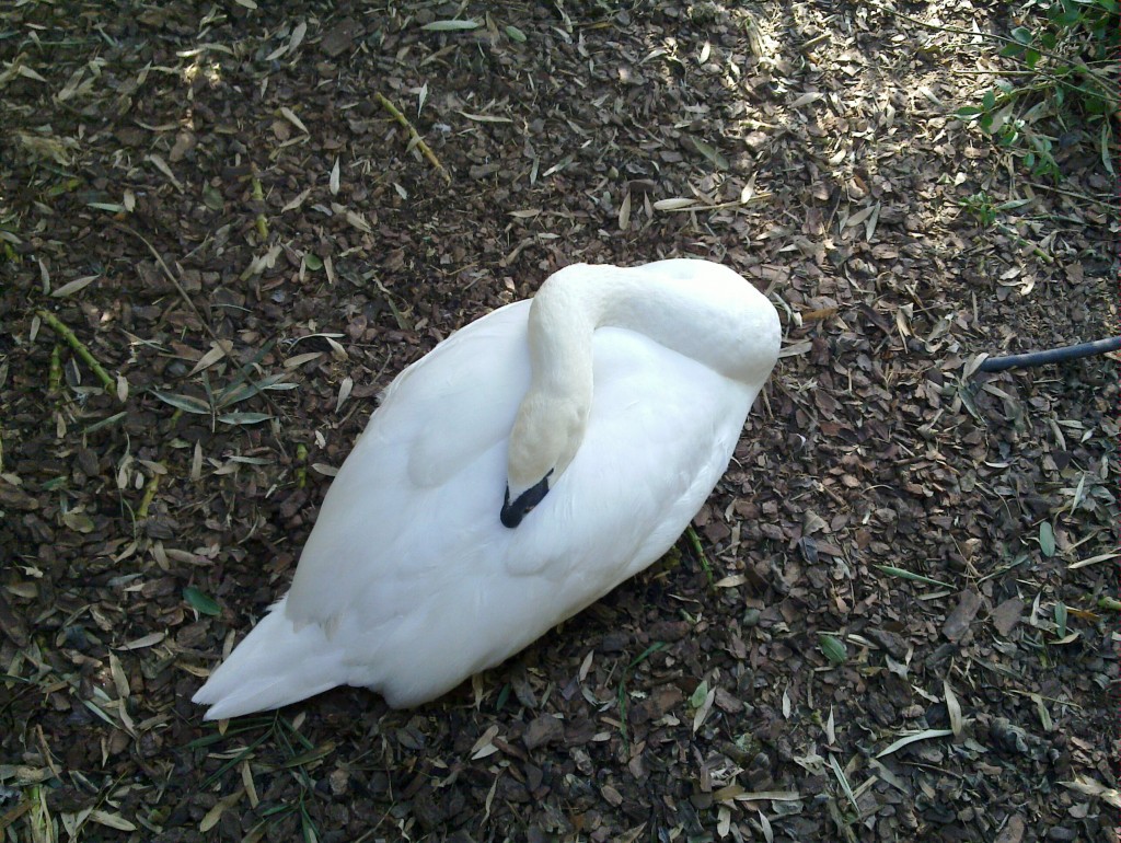 Foto: Temaikén - Belén de Escobar (Buenos Aires), Argentina