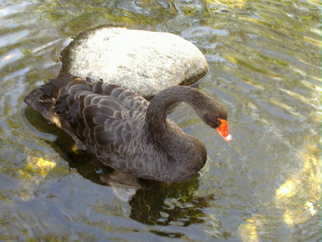 Foto: Temaikén - Belén de Escobar (Buenos Aires), Argentina