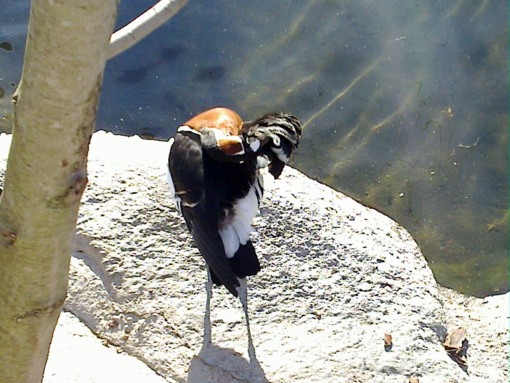 Foto: Temaikén - Belén de Escobar (Buenos Aires), Argentina