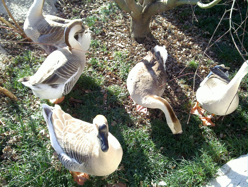Foto: Temaikén - Belén de Escobar (Buenos Aires), Argentina