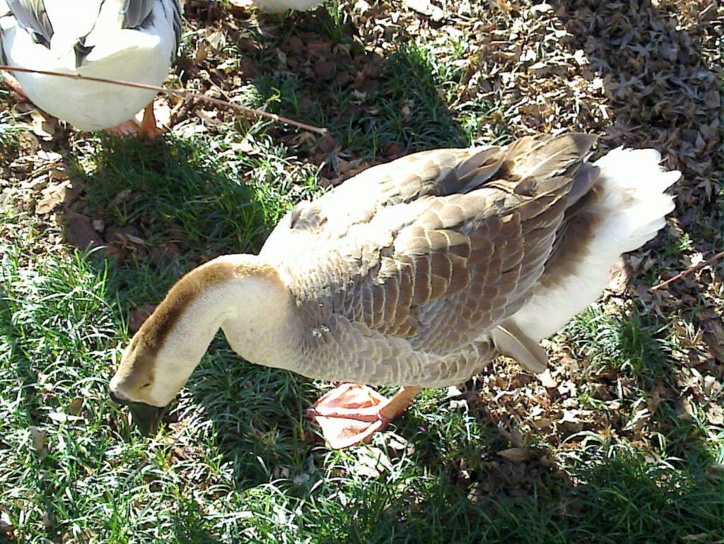 Foto: Temaikén - Belén de Escobar (Buenos Aires), Argentina