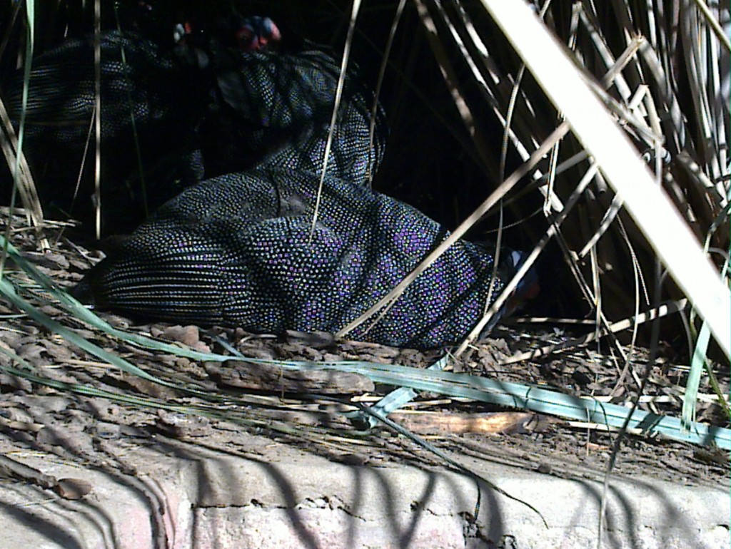 Foto: Temaikén - Belén de Escobar (Buenos Aires), Argentina