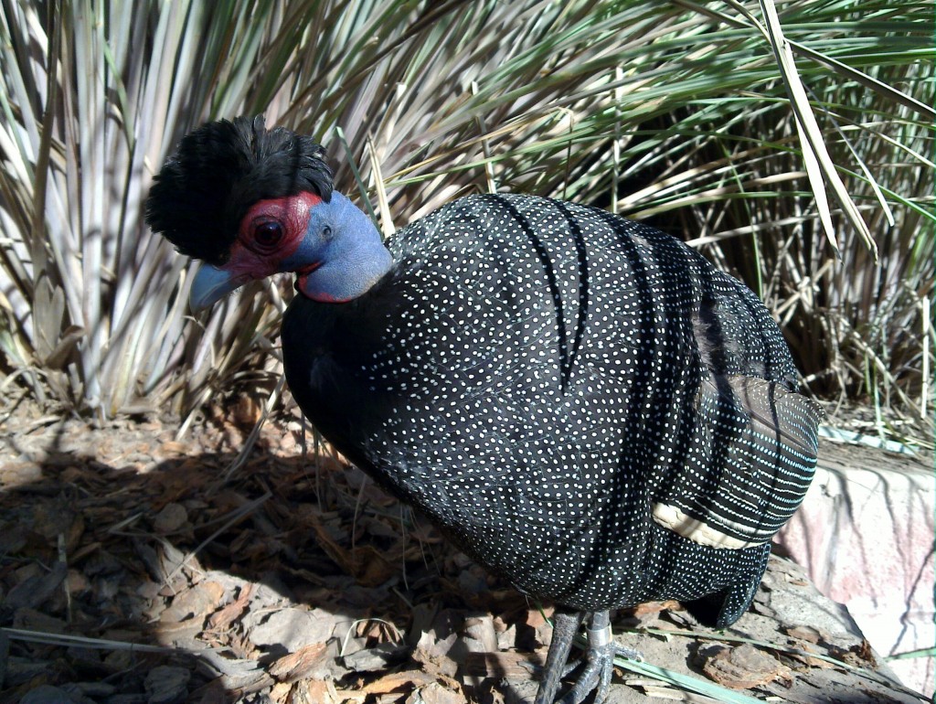 Foto: Temaikén - Belén de Escobar (Buenos Aires), Argentina