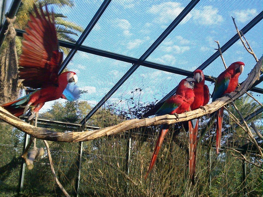 Foto: Temaikén - Belén de Escobar (Buenos Aires), Argentina