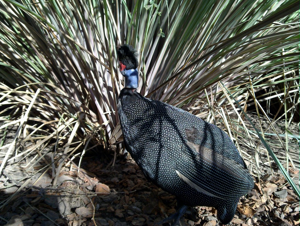 Foto: Temaikén - Belén de Escobar (Buenos Aires), Argentina