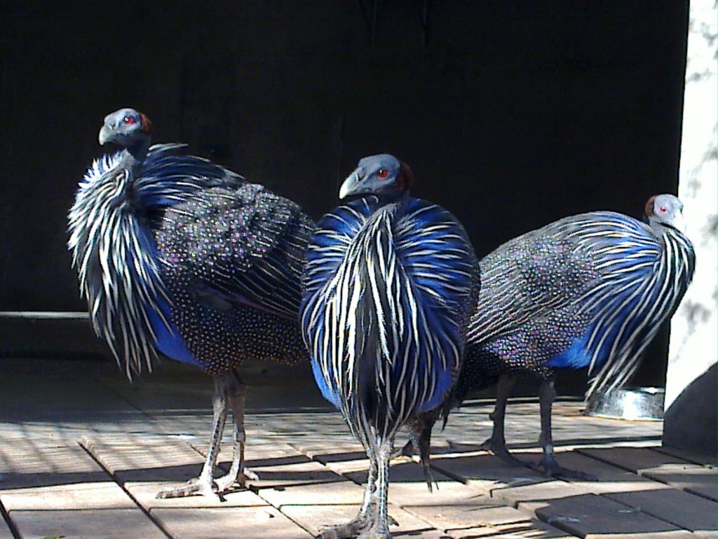 Foto: Temaikén - Belén de Escobar (Buenos Aires), Argentina
