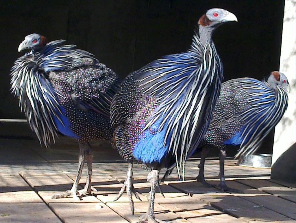 Foto: Temaikén - Belén de Escobar (Buenos Aires), Argentina