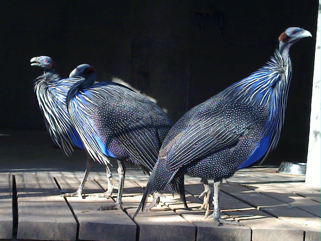 Foto de Belén de Escobar (Buenos Aires), Argentina