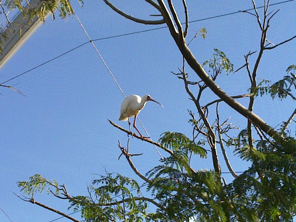 Foto: Temaikén - Belén de Escobar (Buenos Aires), Argentina
