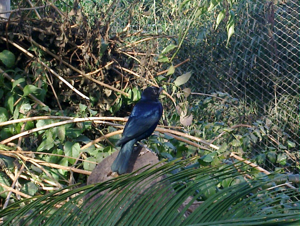 Foto: Temaikén - Belén de Escobar (Buenos Aires), Argentina