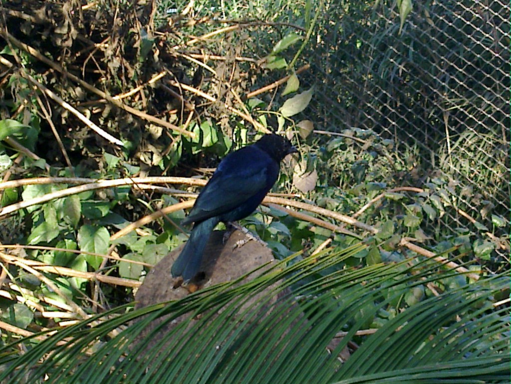 Foto: Temaikén - Belén de Escobar (Buenos Aires), Argentina