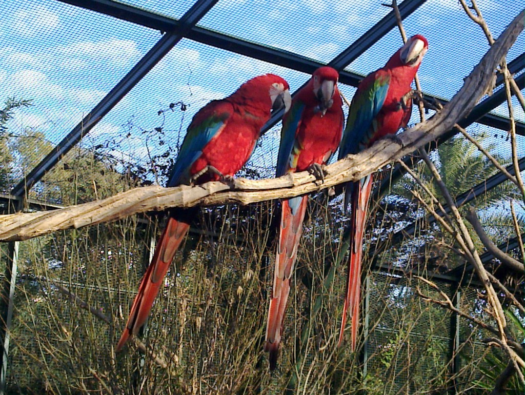 Foto: Temaikén - Belén de Escobar (Buenos Aires), Argentina