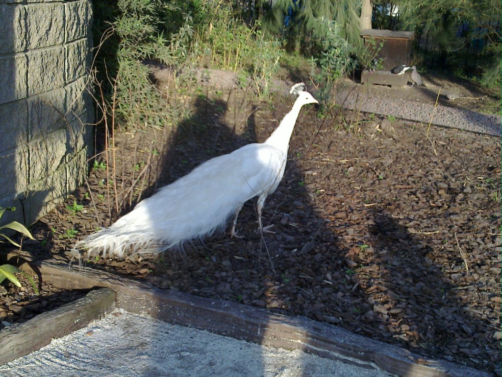 Foto: Temaikén - Belén de Escobar (Buenos Aires), Argentina