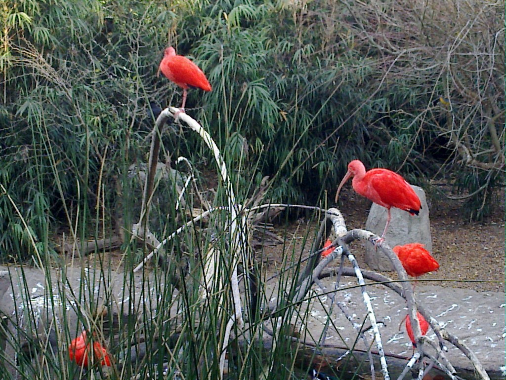 Foto: Temaikén - Belén de Escobar (Buenos Aires), Argentina