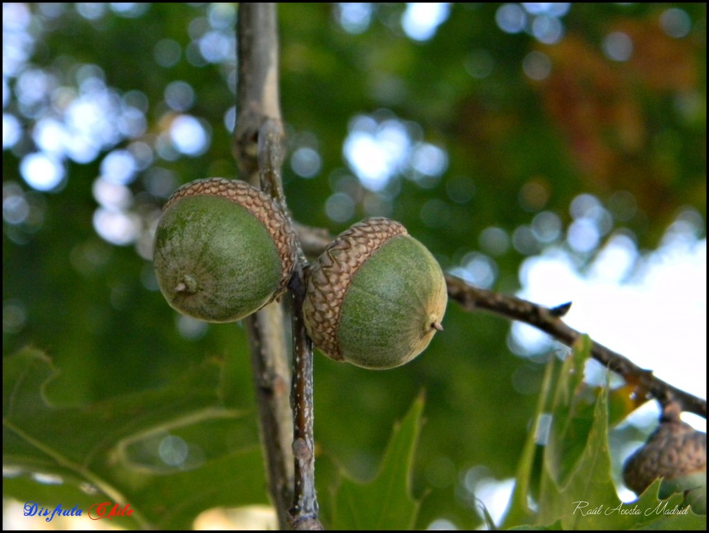 Foto de Rancagua (Libertador General Bernardo OʼHiggins), Chile