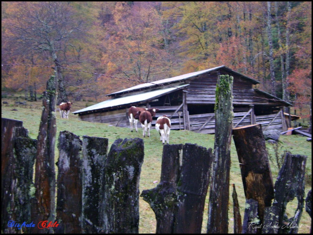 Foto de Curarrehue (Los Lagos), Chile