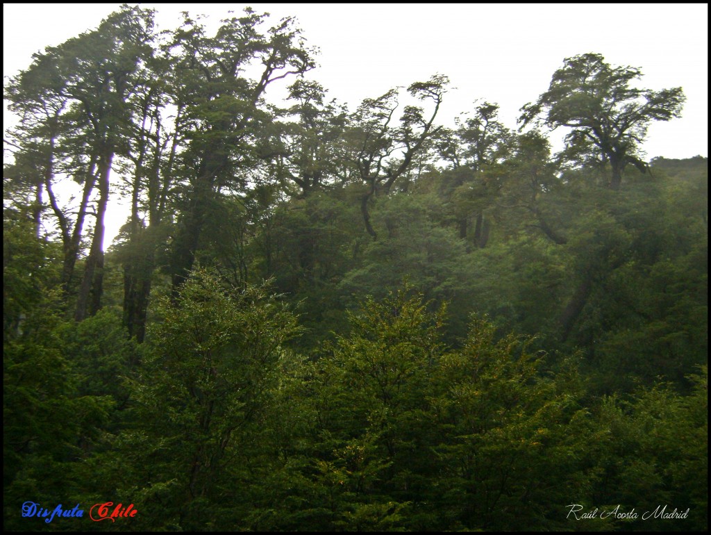 Foto de Curarrehue (Los Lagos), Chile