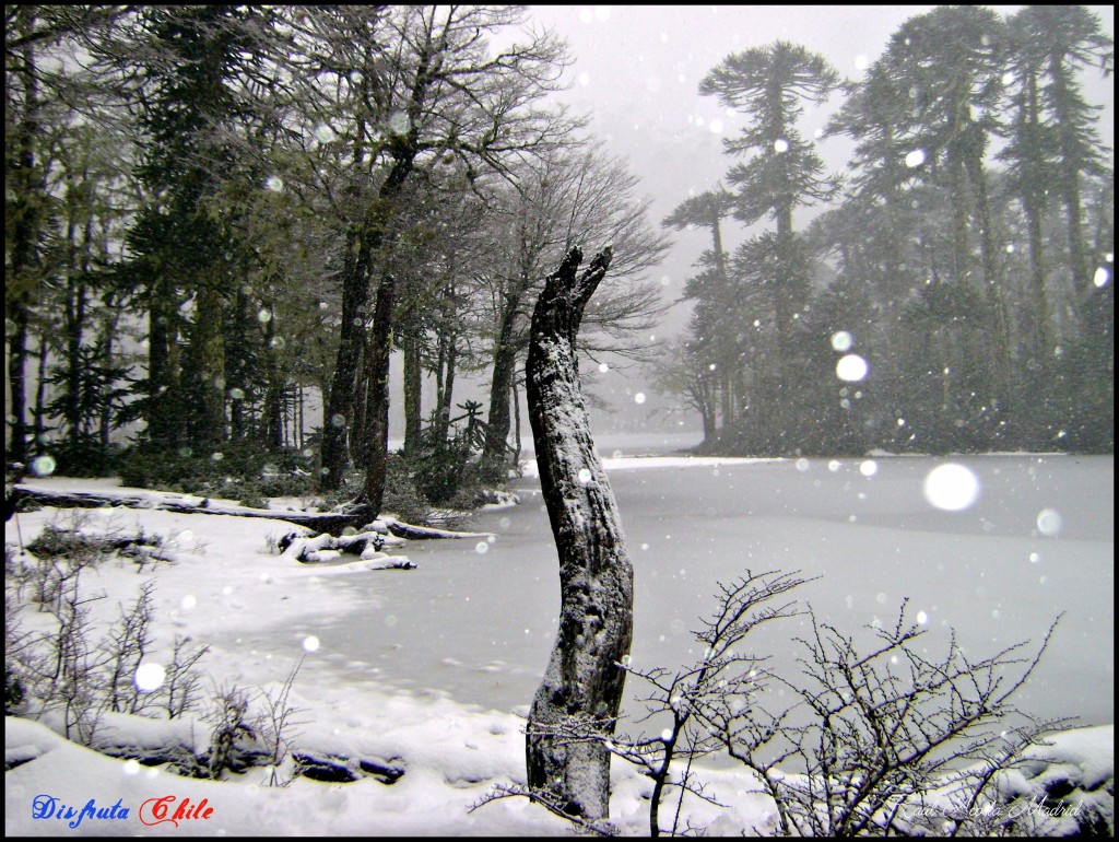 Foto de Curarrehue (Los Lagos), Chile