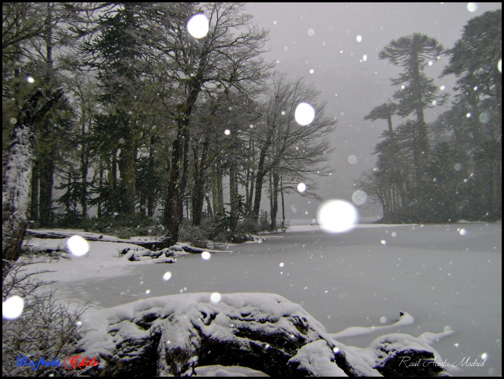 Foto de Curarrehue (Los Lagos), Chile